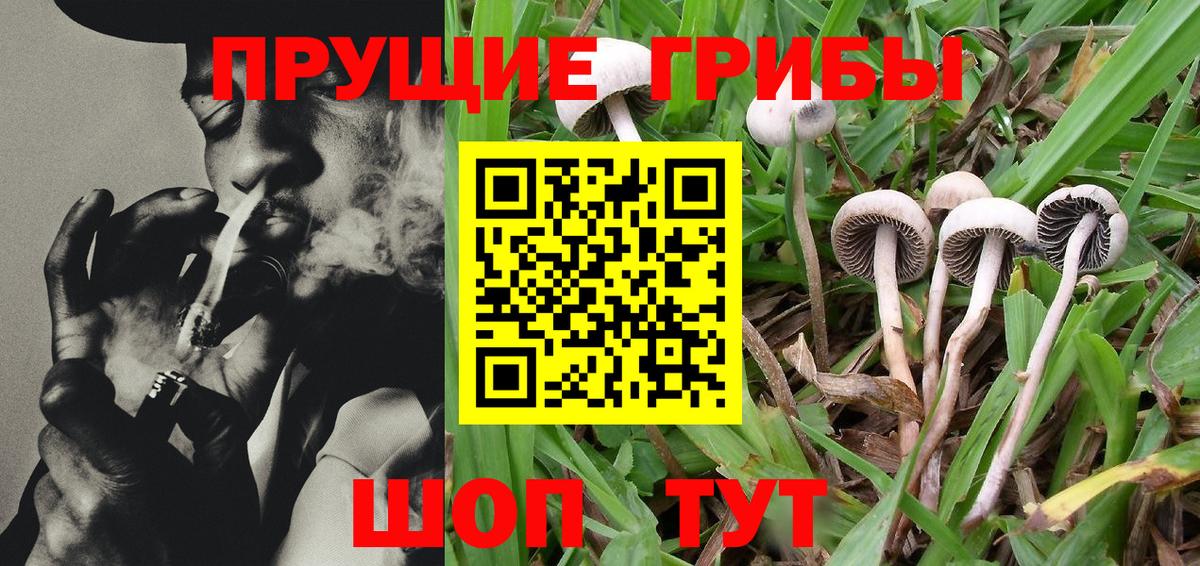 Псилоцибиновые грибы мицелий Тутаев